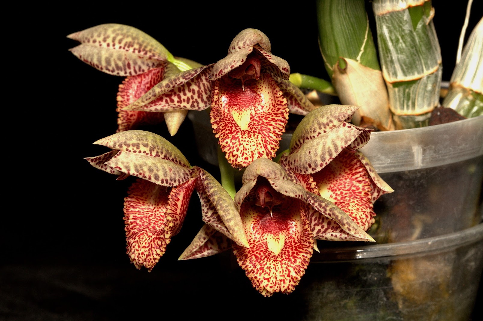 Catasetum denticulatum UqAmHKwq9-2E7VFQsPGaGiqpzcJ3tGIEE5YmdaL0zJzMQdDhRldLFytg51mTexeZqaoMamKvV3vjn8biMnVxNzTRqBEdOm_spqJo2945OvGvcFZ_hLFiZvncpgDvzaJ-jjcsVuUw1fiyJ5n8gTPsnLVuCE3cXNo33UIfu3w8A7baf8HMlI7e7jumXi9yyqdCEwoSBNYy5-cQmmPRSjdCKGOI9meezAPjcY0UKLovZDHq-6p8yEsTX6UogCrYGwRZ11uygl-XRhHjS0oqUawN-ANhwS3Ko8QW8JPF9igMzrVpOJda48My3QeqLEeCg7pY9sdFLASeJ-mlEARDBOBWjzkhwJwNsPAh05Uk5_Oq5Q-X3YxiCcq1xFL2XKdnhQZ5Wv9AwcBlbKsacqjiTrLEwrza-Gw3Ovkx3yeNabihgZeiQ8Z0-31qNnxuSJX_ioSCmYlVYLxwFtr-S3OTnwVbApZxY-gMFwfii-4ZZaXWCOCiJSrtbrInuSzMDVevfoawpYswMqJ7oCg-7ZjsBHfNCnTaWAG2QhQdwqUWVHEgEbKloWNmpDc2sUQ--WvWKhijiCGnGSDNkJcUHVOcYUghepEfdsZWEeUtaYRQG4pTNAI=w1608-h1071-no