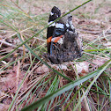 Red Admiral