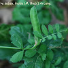 Vicia sativa subsp.incisa