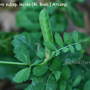 Vicia sativa subsp.incisa