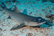 A whitetip reef shark with white spots and lesions, said by marine biologists could be linked to rising sea temperatures, lies on the seabed off the coast of Sipadan Island, Malaysia in this picture obtained from social media. 