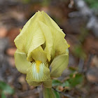 Dwarf Crested Iris