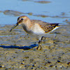 Curlew sandpiper?