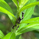 Keeled Treehopper Nymphs