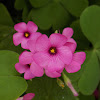 Pink woodsorrel