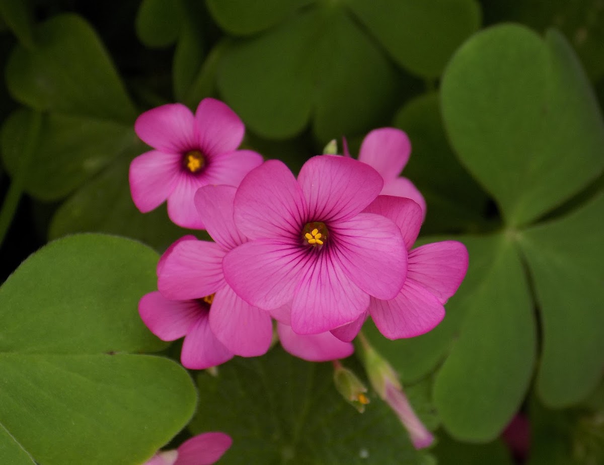 Pink woodsorrel