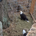 Bald eagle