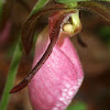 Pink Lady's Slipper