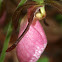 Pink Lady's Slipper