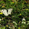 Checkered White