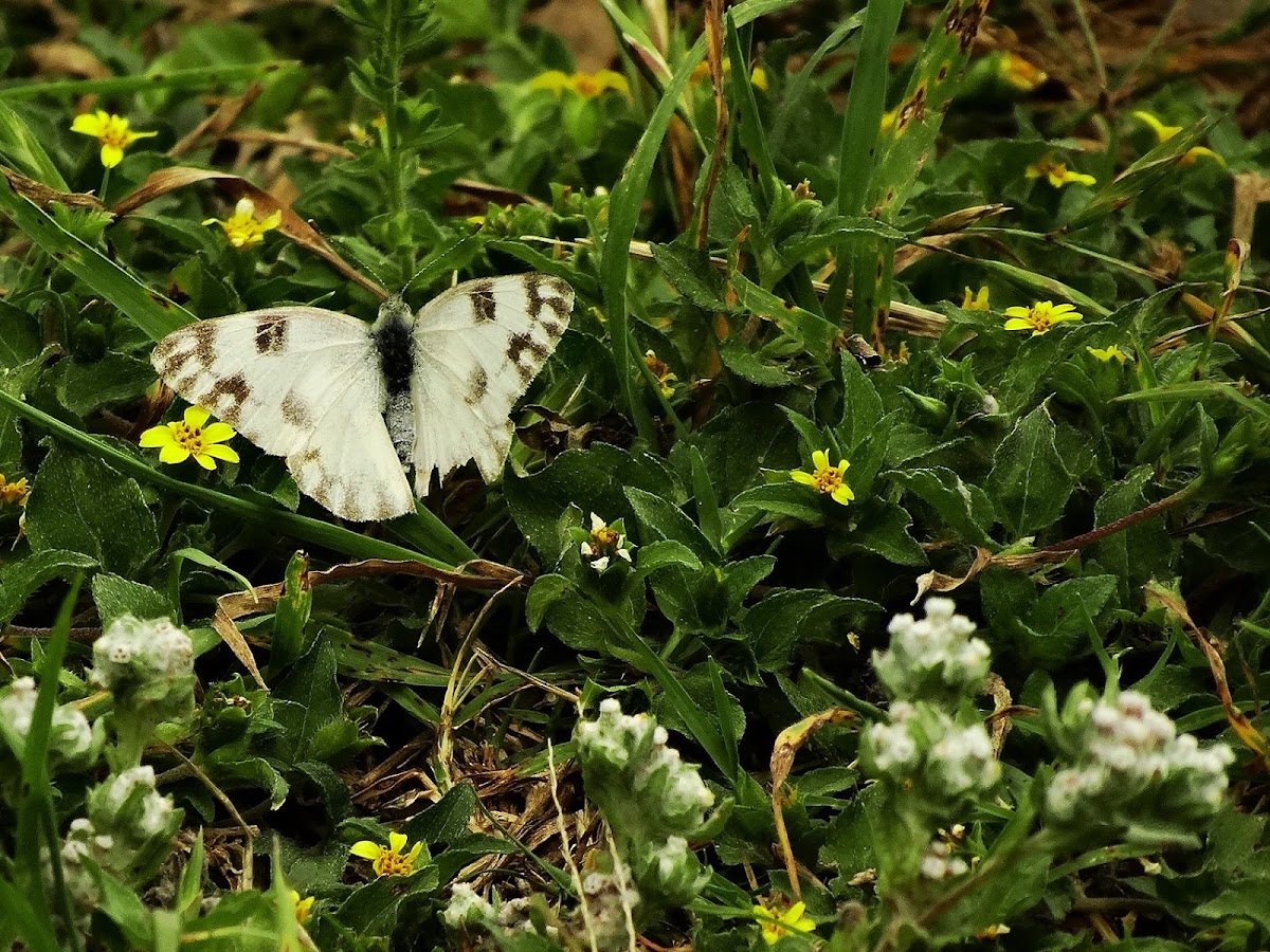 Checkered White