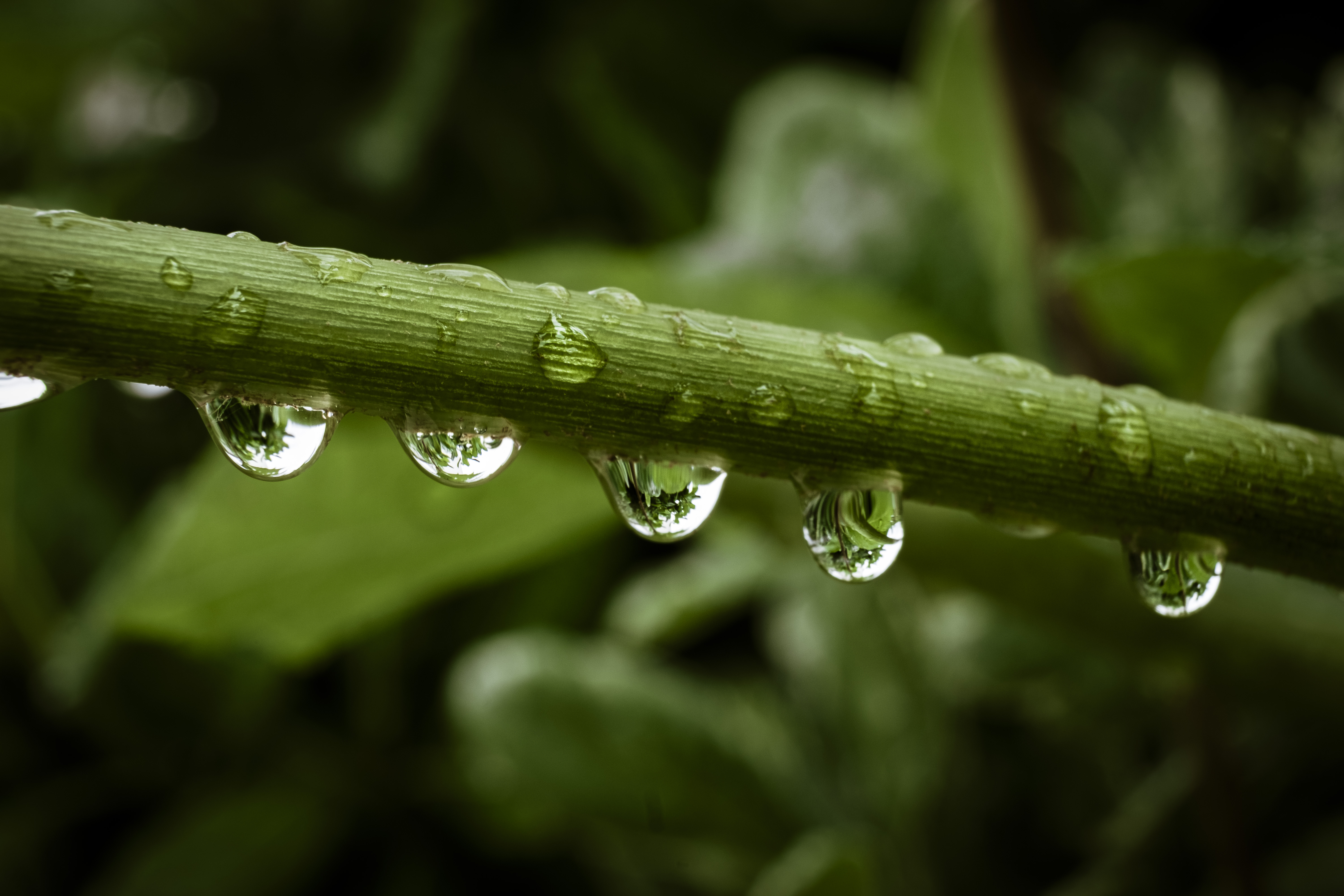 .. Drops ... di enricosottocorna