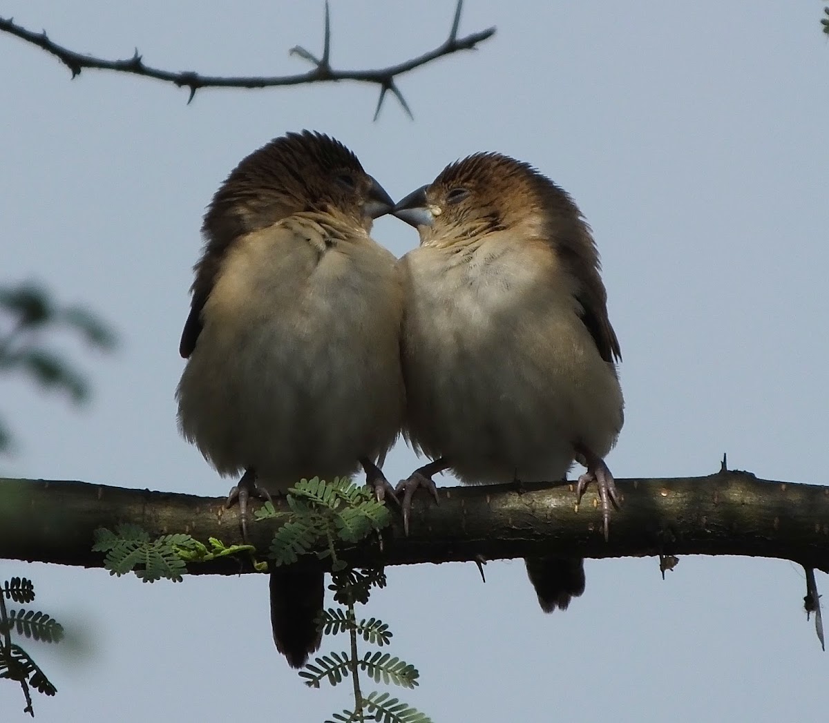 Indian Silverbill