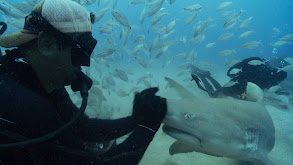 Lemon Sharks thumbnail