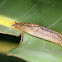 Threeband Slug