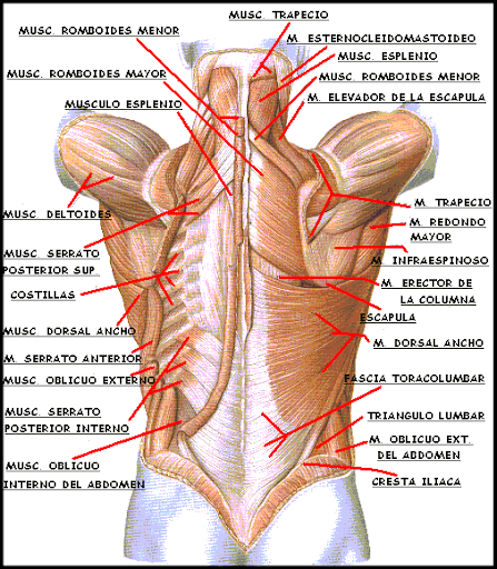 3D Human Anatomy. 👭Discover the Human Body