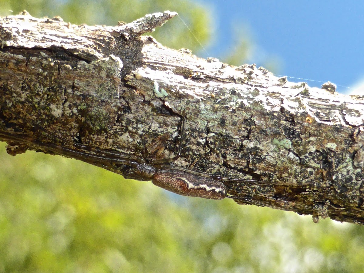 Longjawed Orbweaver