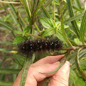 Giant leopard moth catarpillar