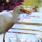 Cattle egret. Garcilla bueyera