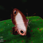 Pale Ringlets