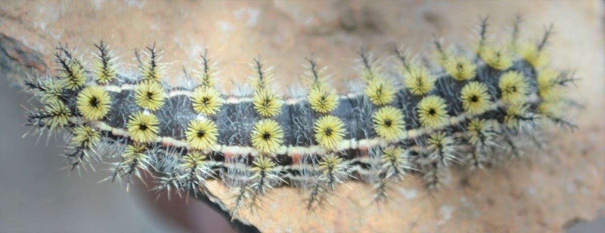 Buck Moth Caterpillar