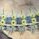 Buck Moth Caterpillar