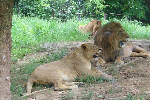 野生動物