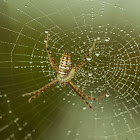 Argiope cf. trifasciata