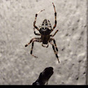 Cross Orbweaver