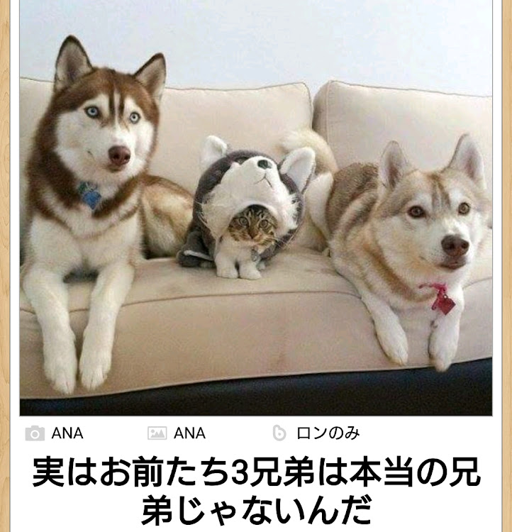 フィットのもっちーさんの3秒で笑いまshowに関するカスタム事例の投稿画像40枚目