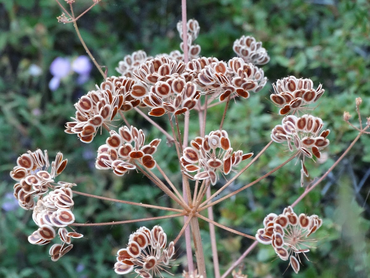 Golden Hogweed