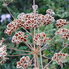 Golden Hogweed