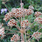 Golden Hogweed