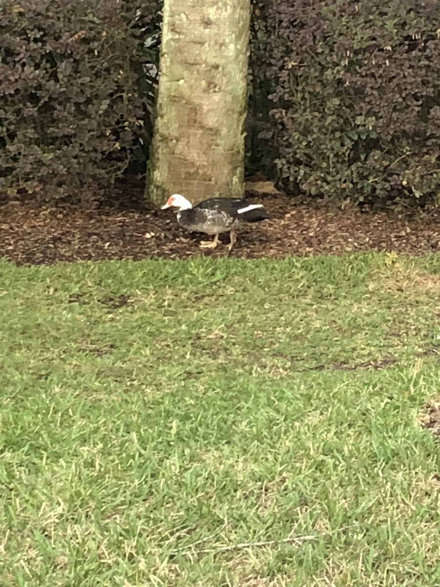 Muscovy Duck