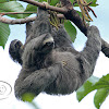 Preguiça-comum (Brown-throated Three-toed Sloth)