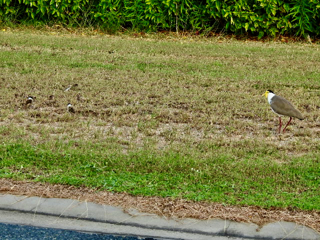 Masked lapwing (Plover)