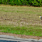 Masked lapwing (Plover)