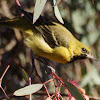 Orchard Oriole