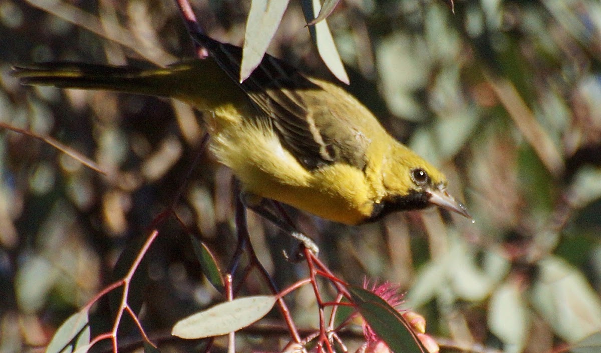 Orchard Oriole