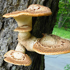 Dryad's Saddle