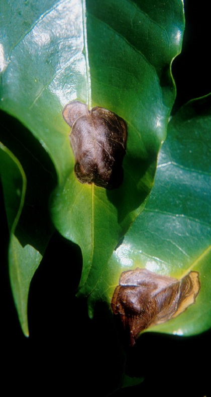 Mancha-de-phoma no cafeeiro, uma das principais doenças que aparece na florada do café