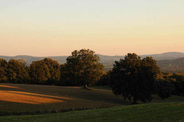 Castagni al tramonto di EleonoraSpada