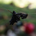 Spined Micrathena