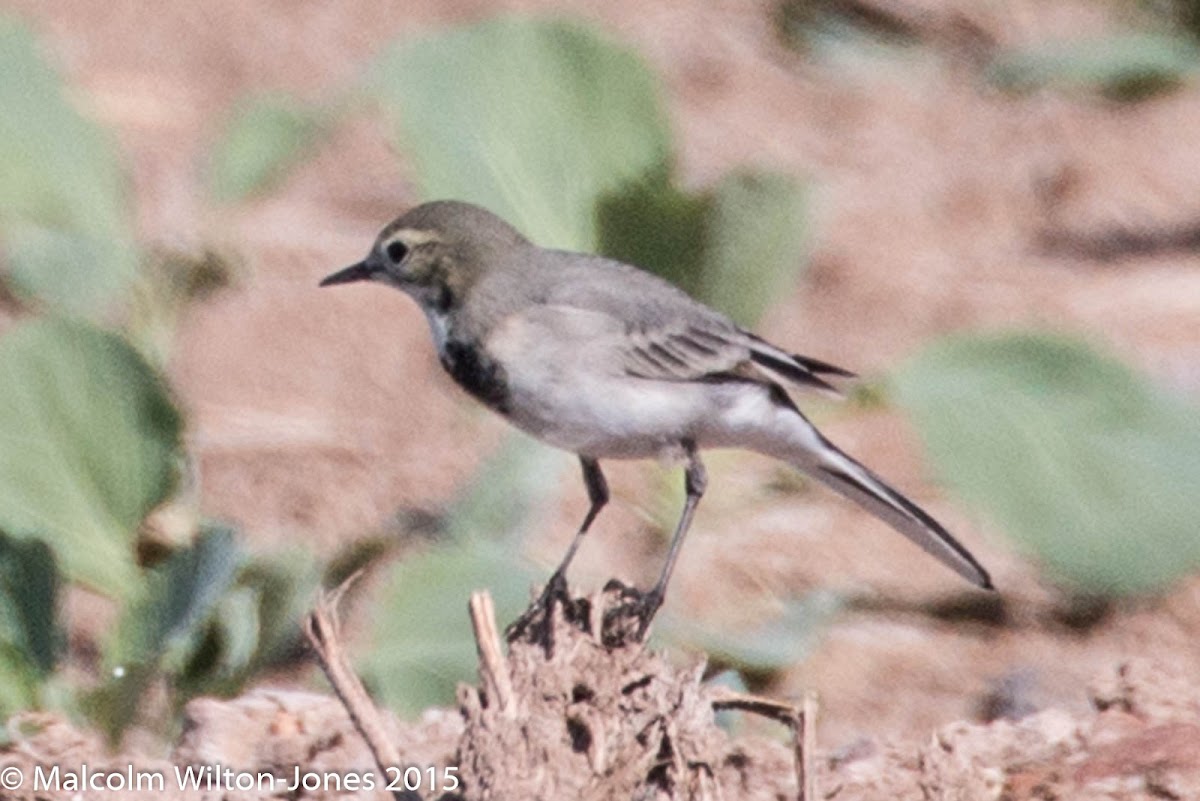 White Wagtail; Lavandera Blanca