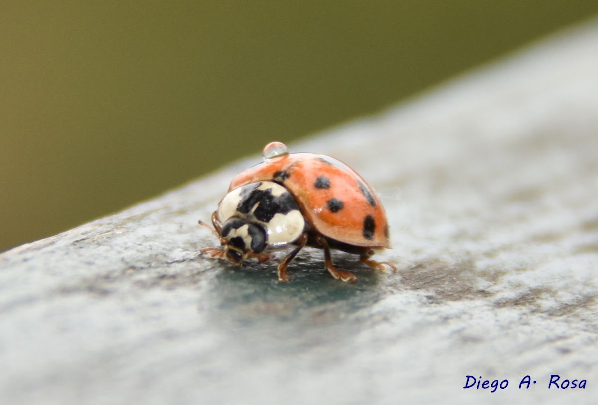 Harmonia axyridis