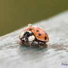 Harmonia axyridis