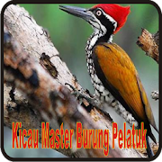 Kicau Master Burung Pelatuk  Icon