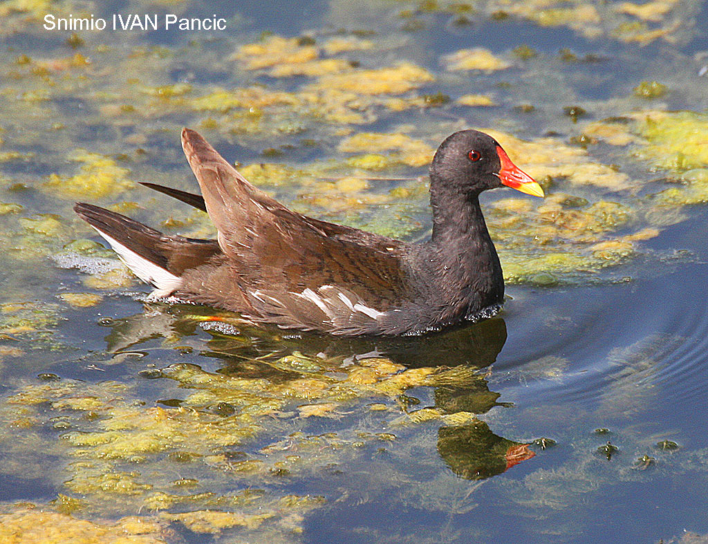 Common Moorhen