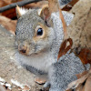 Eastern Gray Squirrel