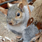 Eastern Gray Squirrel